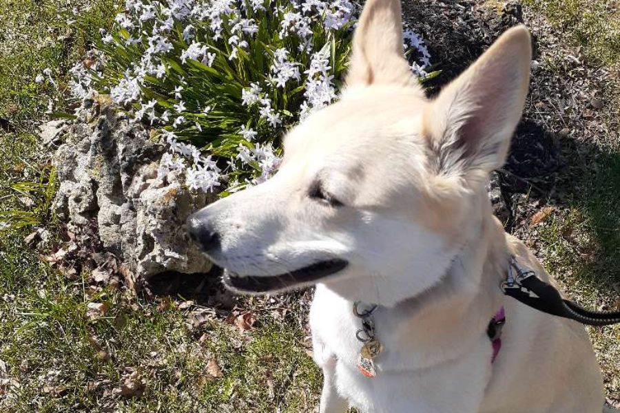 Dog walking on a neighbourhood street in Newmarket Ontario — questions to ask before hiring a dog walker