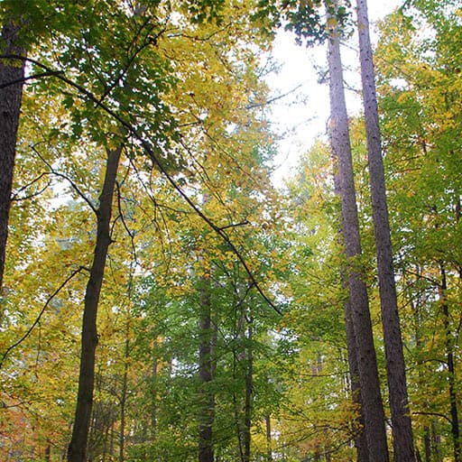 York Region Forest and Trail Systems