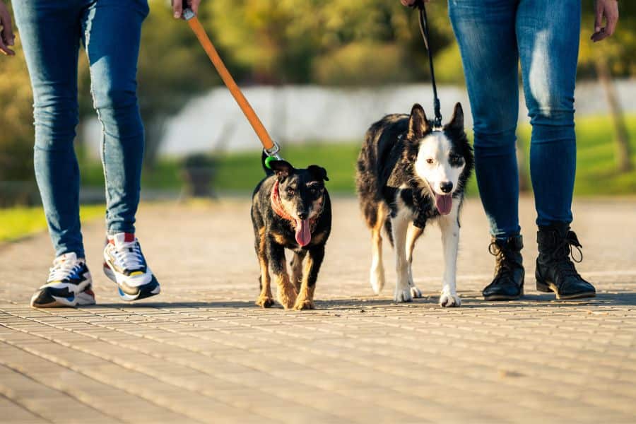 Are Your Dog Walks One-on-One or Group Walks?