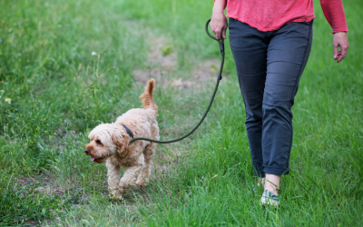 My Dog Is Reactive. Can a Professional Dog Walker Still Walk Them
