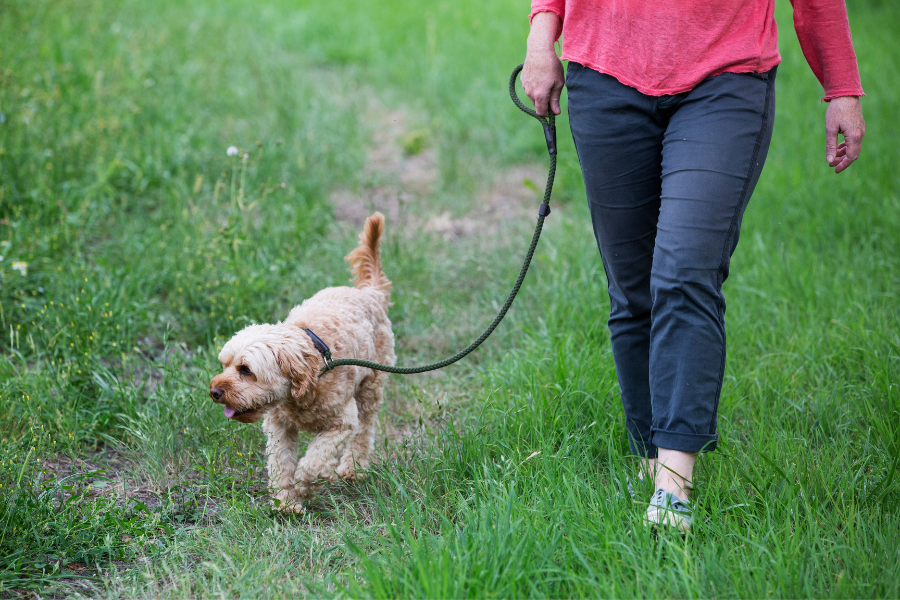 My Dog Is Reactive. Can a Professional Dog Walker Still Walk Them