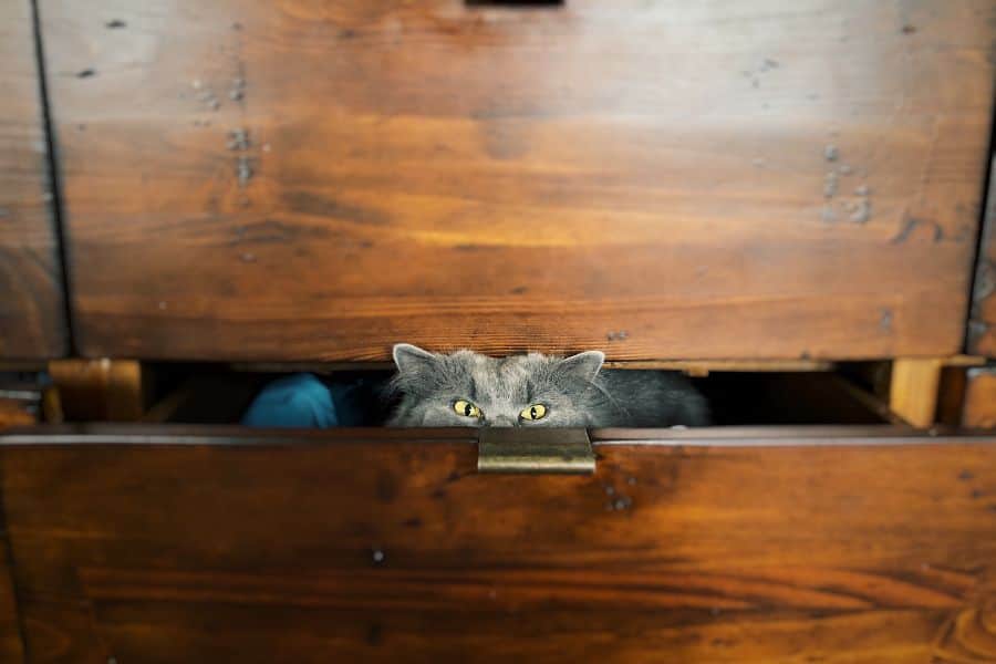 What If My Cat Hides From the Pet Sitter?